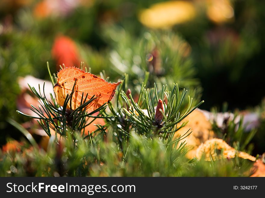 Colourful autumn leaves on beautiful sunny day