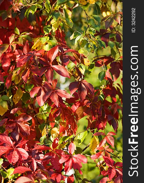 Colourful autumn leaves on beautiful sunny day