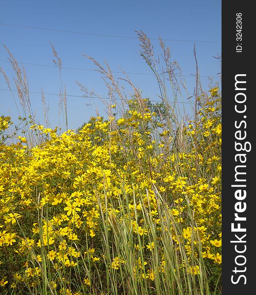 Wild flowers in field with grass.