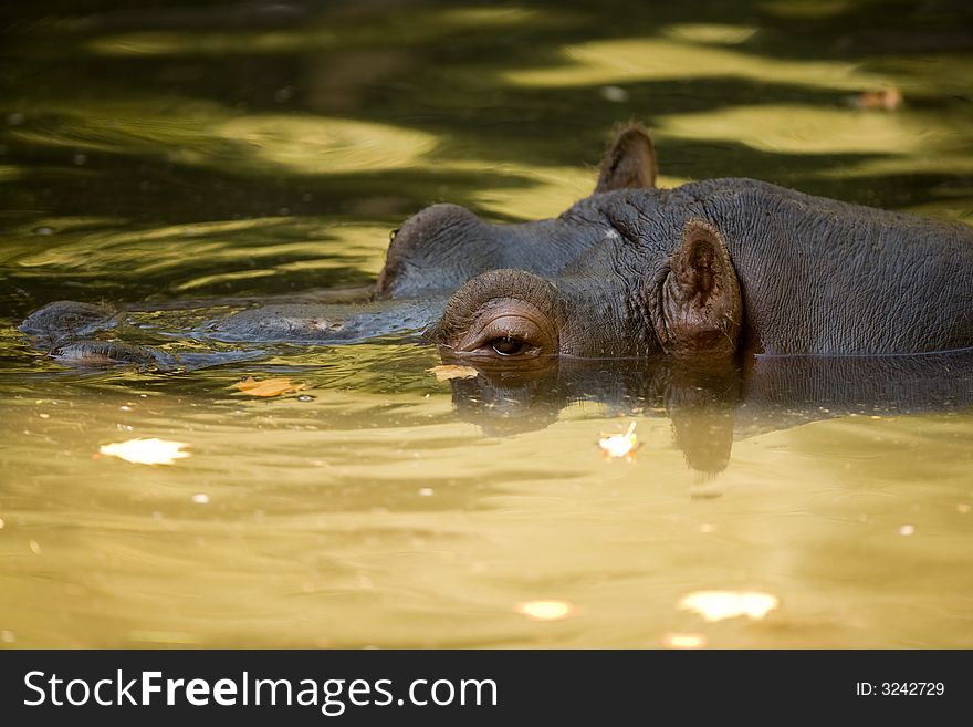 Hippo in a pool of water