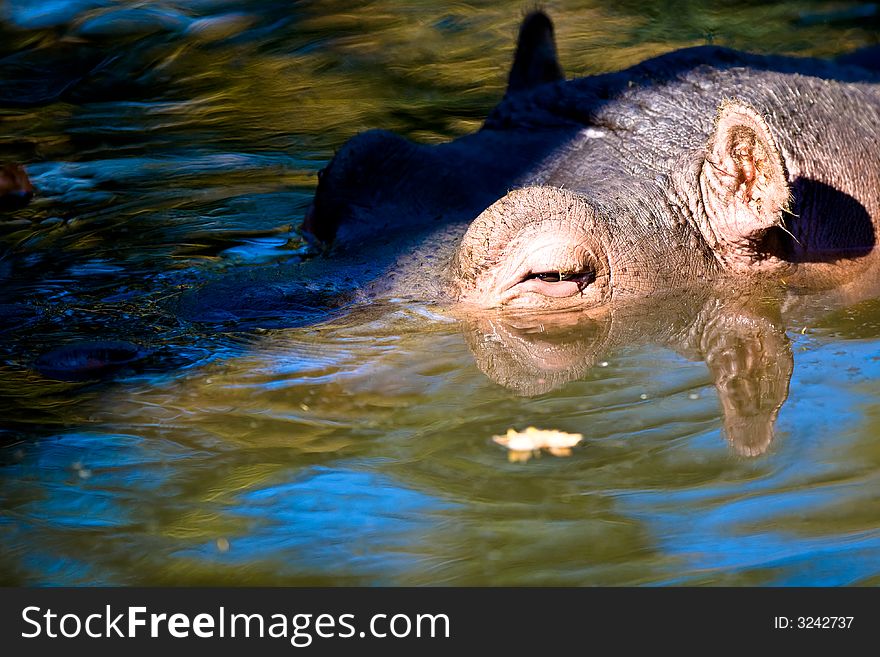 Hippo in a pool of water