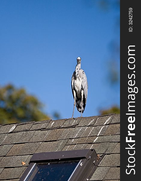 Kestrel perched on a roof. Kestrel perched on a roof