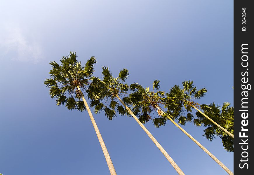 Tall palm trees photographed against a clear blue sky