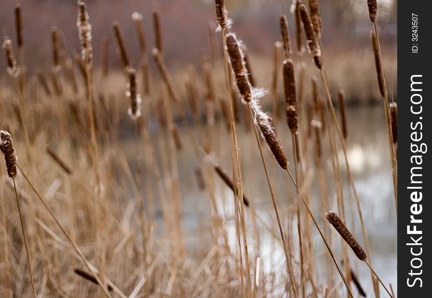 Fall Reeds