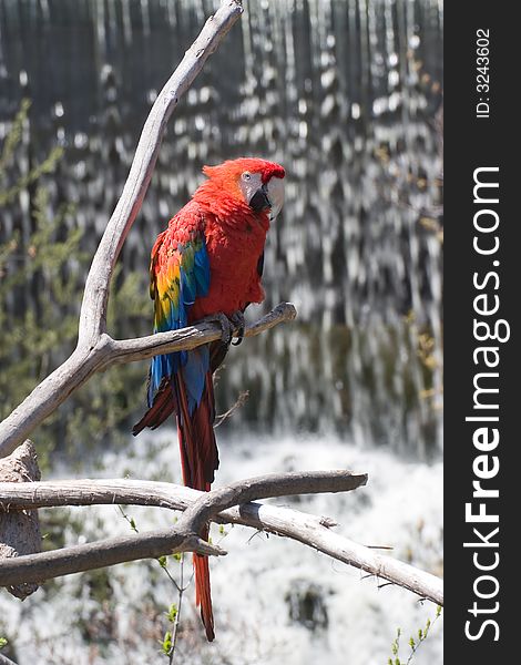 A red parrot perched in front of a waterfall
