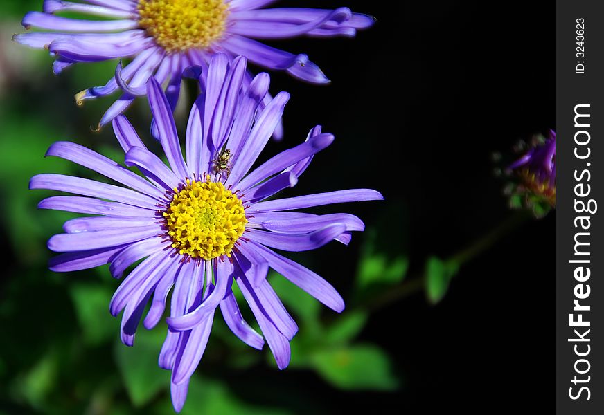 Purple daisies close-up, one with a small bug. Purple daisies close-up, one with a small bug.