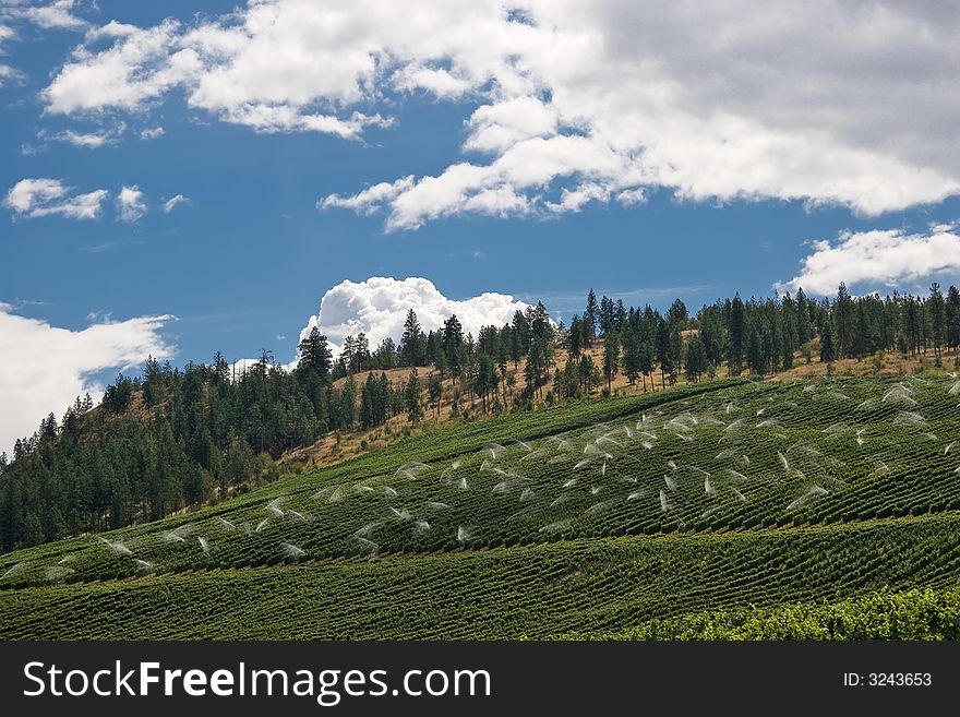 A luscious vineyard set against hills. A luscious vineyard set against hills