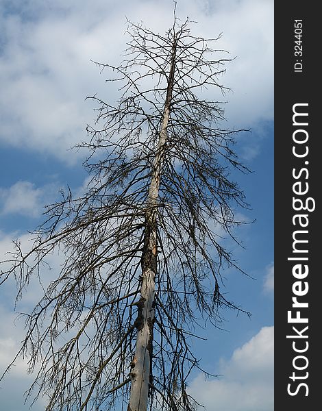 Old dead tree against light cloudy sky. Old dead tree against light cloudy sky