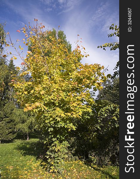 Collection of autumn leaves in tree nurseries 2. Collection of autumn leaves in tree nurseries 2