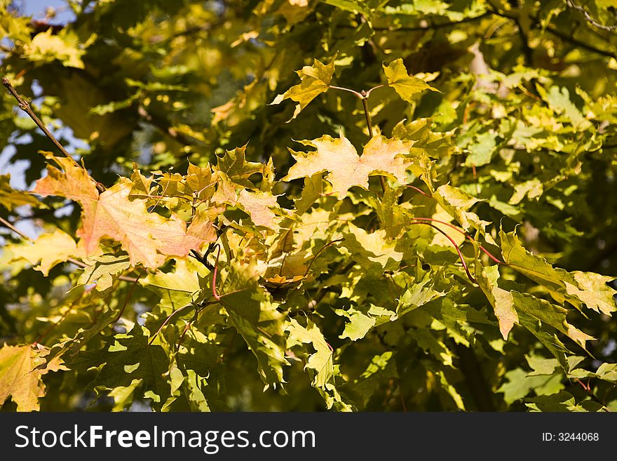 Collection of autumn leaves in tree nurseries. Collection of autumn leaves in tree nurseries