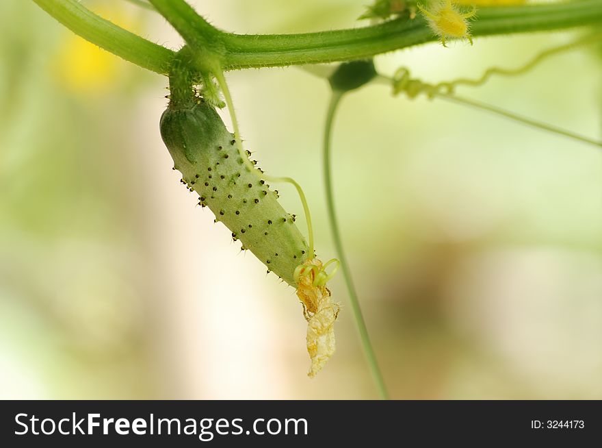 Small Cucumber