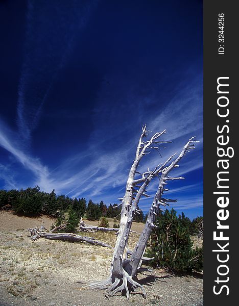 Dead white bark pine in Crater Lake NP, Oregon, velvia 100. Dead white bark pine in Crater Lake NP, Oregon, velvia 100