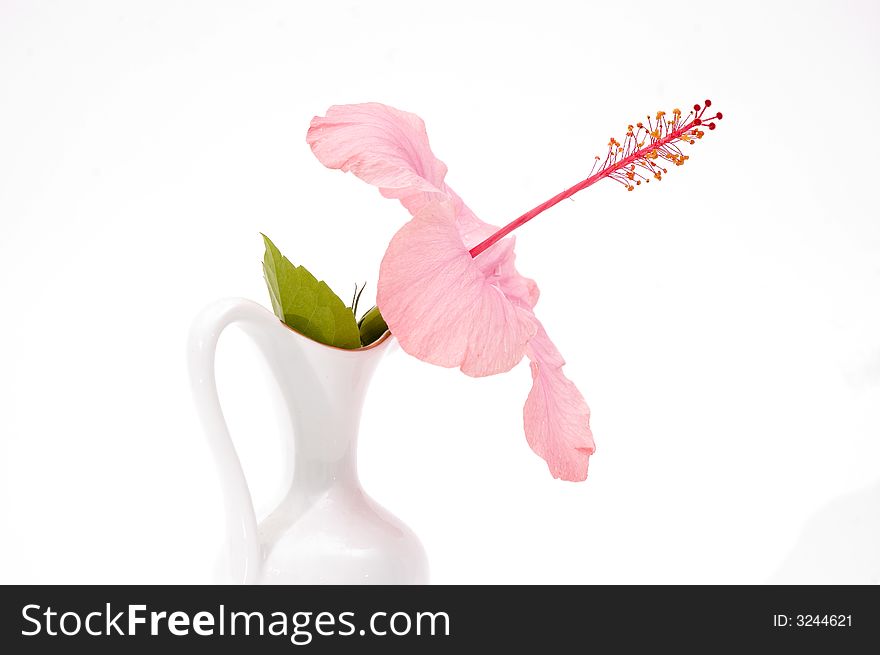 Detail of tropical hibiscus flower in a vase isolated on white. Detail of tropical hibiscus flower in a vase isolated on white