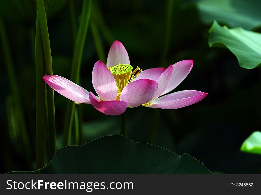 Lotus flower in the lake, pink lotus, close-up shot, be in full bloom,