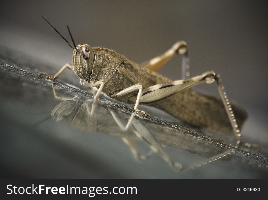 Grasshopper with reflection on glass