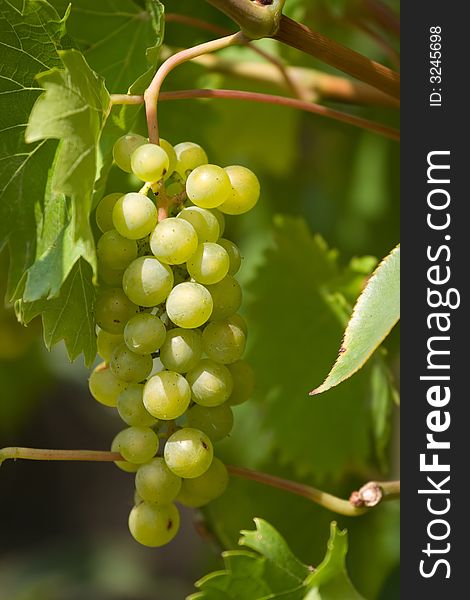 A Bunch of White Grapes. A Bunch of White Grapes