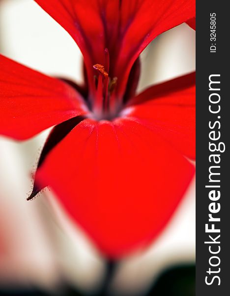 A red geranium flower isolated on white