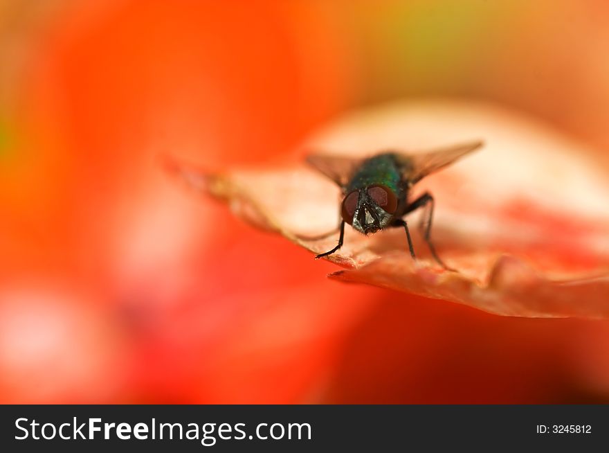 Close up of fly on floral background