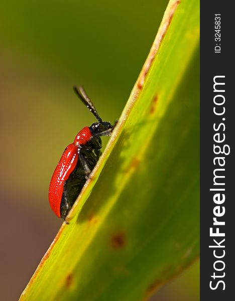 Red lily beetle, Lilioceris lilii