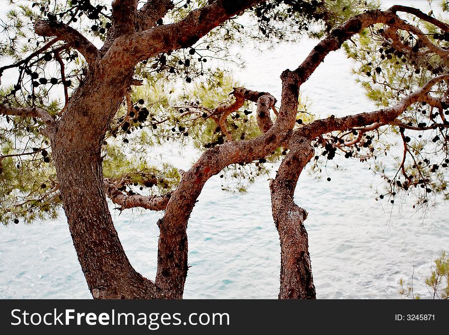 Wind-warped pine trees at Dalmatian coast, Croatia
