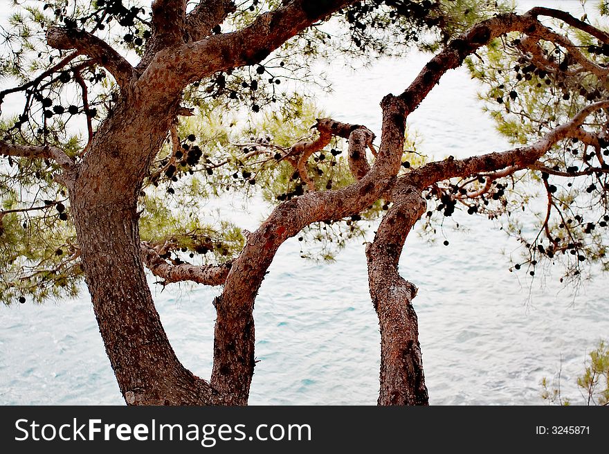 Warped Pine Trees