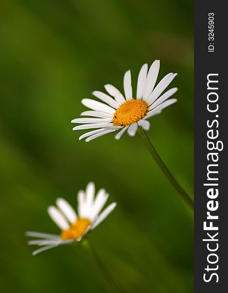 Nice marguerites with green background