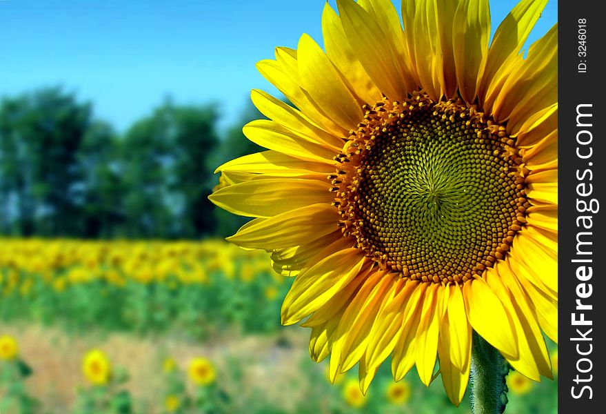 Sunflower at the field. North Caucasus region. Sunflower at the field. North Caucasus region.
