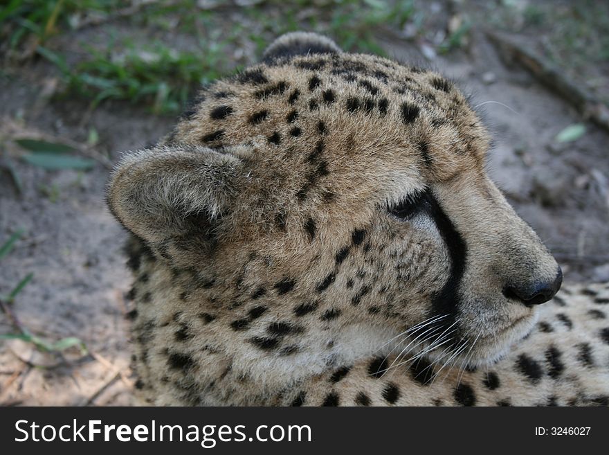 Cheetah lying down resting after a long summers day