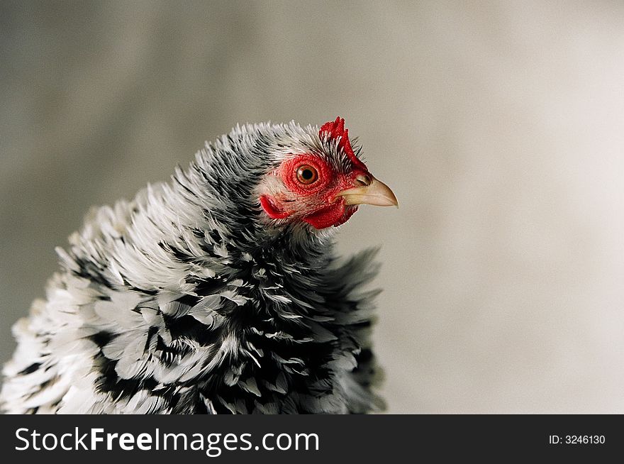 Close up image of a frizzle chicken looking sideways and showing head and front feathers. Close up image of a frizzle chicken looking sideways and showing head and front feathers