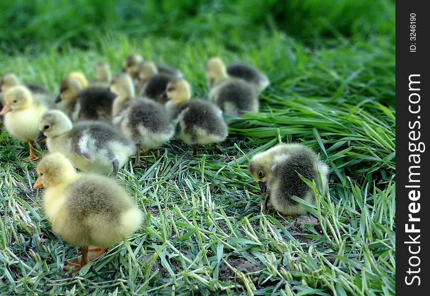 Little geese in green grass at countryside