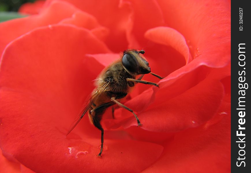 Bee on the red rose. Bee on the red rose