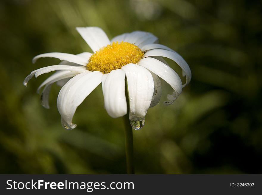 the beauty of Camomile for you!