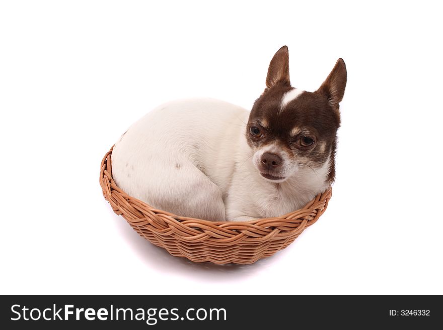 Chihuahua in the brown basket on the white background