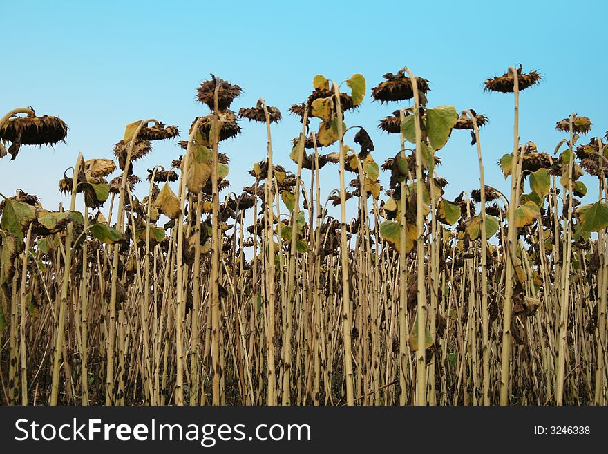 Dry stalks of the ripened sunflower. Soon harvesting