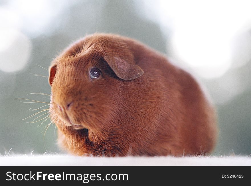 Red brown guinea pig showing face and whiskers