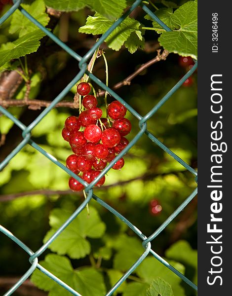 Red currant in the summer garden.