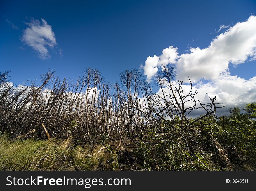 Wood after fire from Nida Lithuania