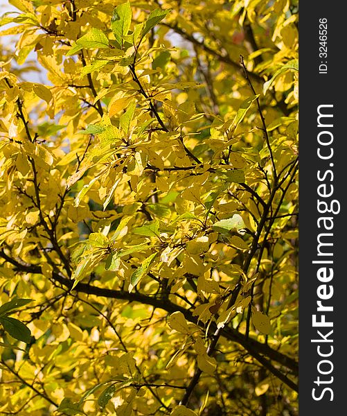 Plum tree in the autumn garden