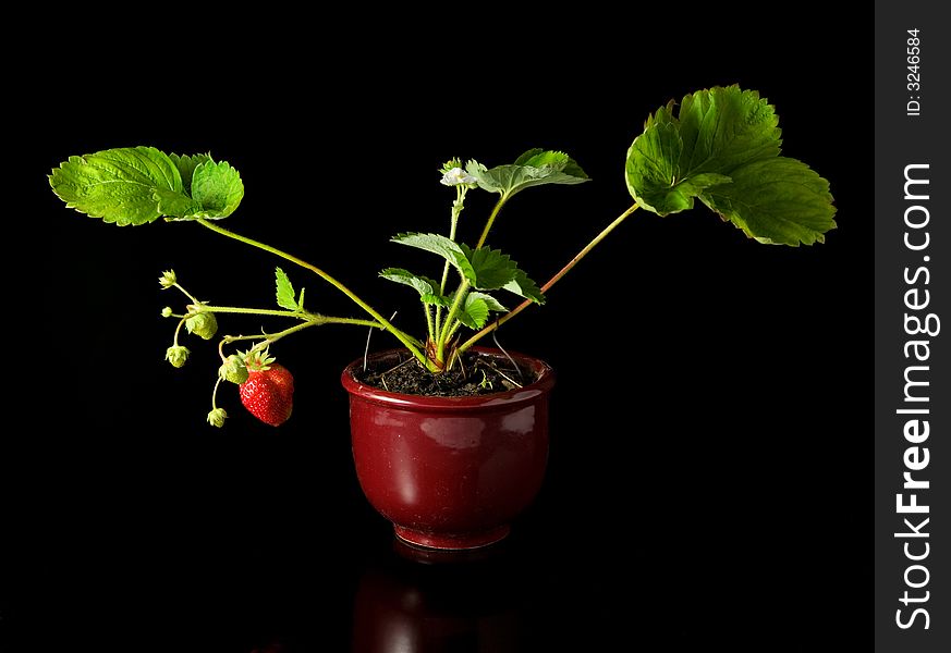 Strawberry in a flowerpot on a black background.