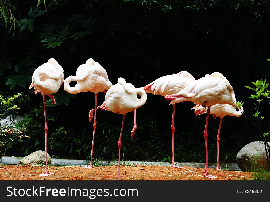 Several  flamingos are sleeping with one leg in the zoo