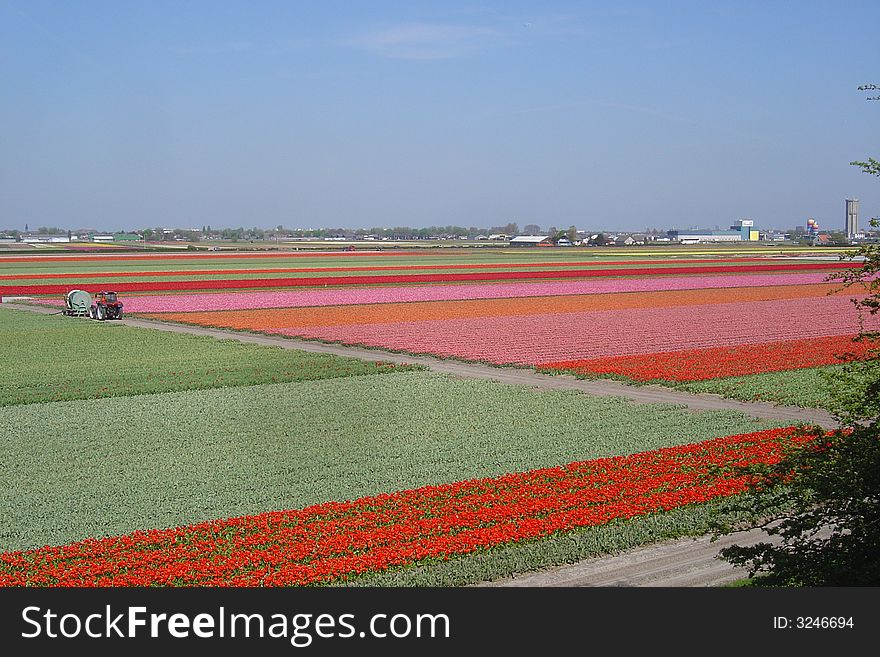 Tulip fields on the region of Lisse, close to Amsterdam, the Netherlands. The tulips bloom between mid-April to mid-May.