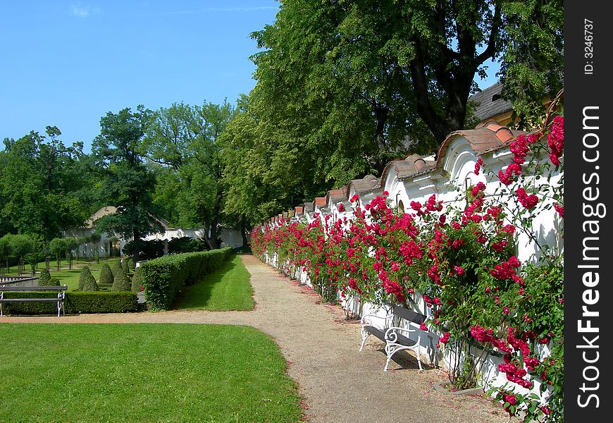 Castle park with hedge, roses and benches. Castle park with hedge, roses and benches