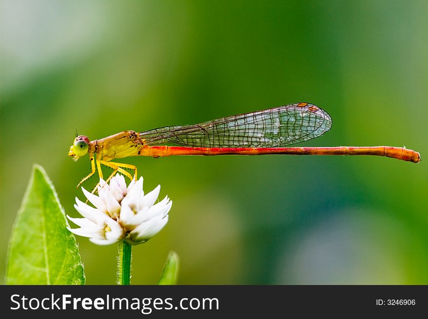 A Caenagrion is resting on a flower
