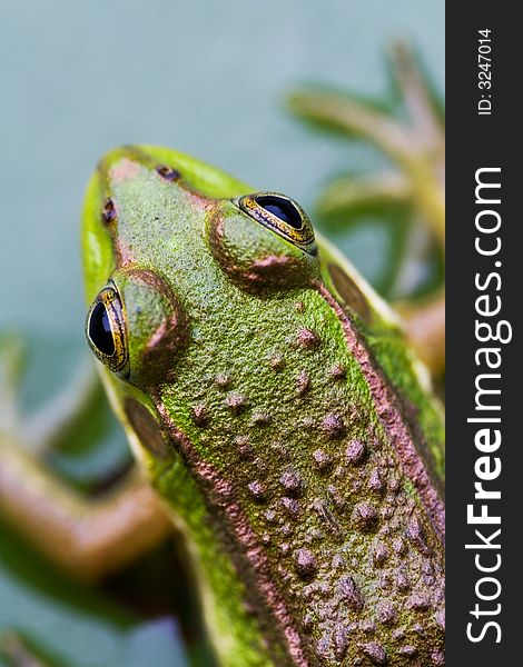 A frog lie on the Leaves of Lotuses in a small lake