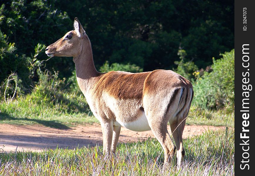 A mother buck looking away