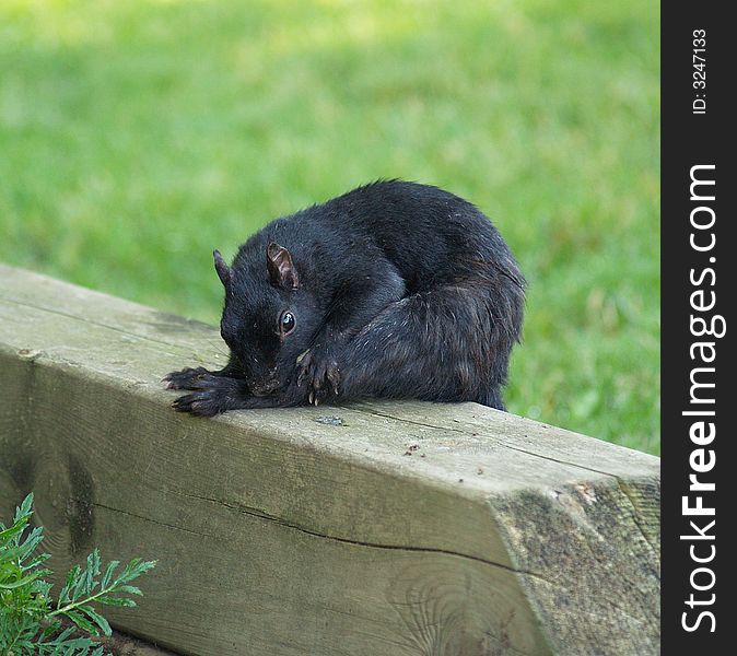A black squirrel chews on its own leg, maybe to get at a flea?. A black squirrel chews on its own leg, maybe to get at a flea?