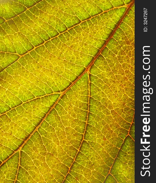 Close up of a green yellow leaf texture background. Close up of a green yellow leaf texture background