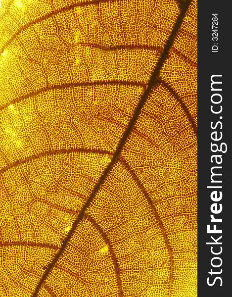 Close up of a yellow leaf texture background