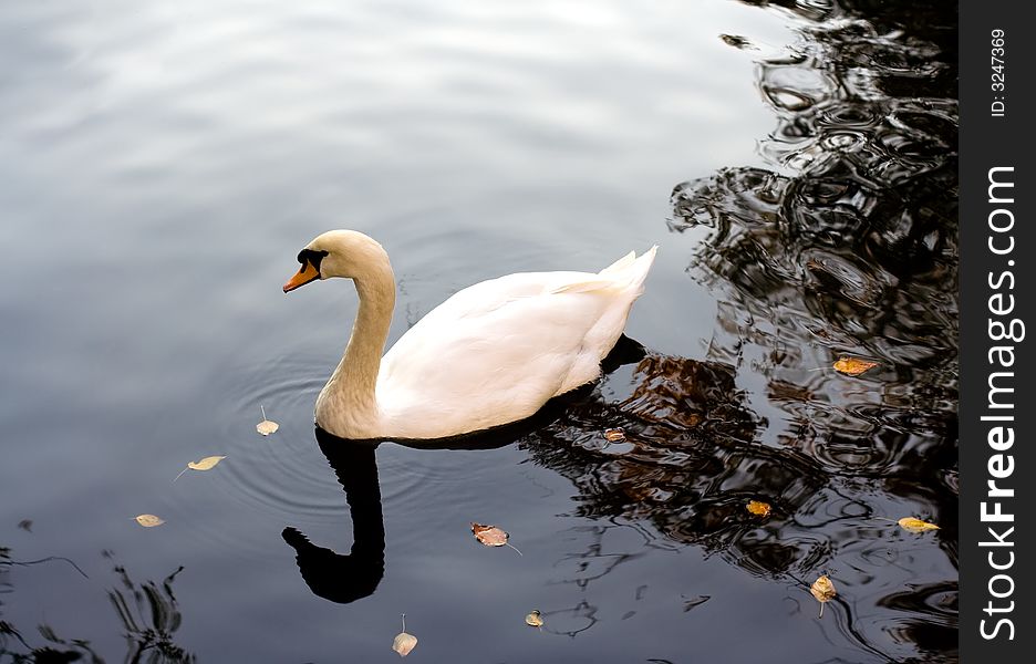 White swan swimming on a lake