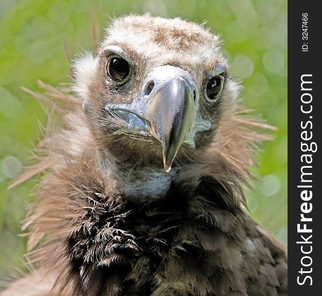 Eurasian black vulture 6